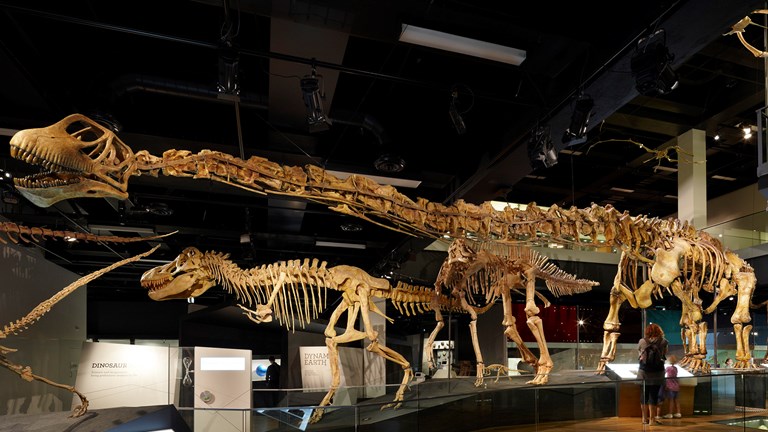 dinosaur skeletons on display in a museum